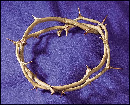Crown of Thorns, 6" diameter